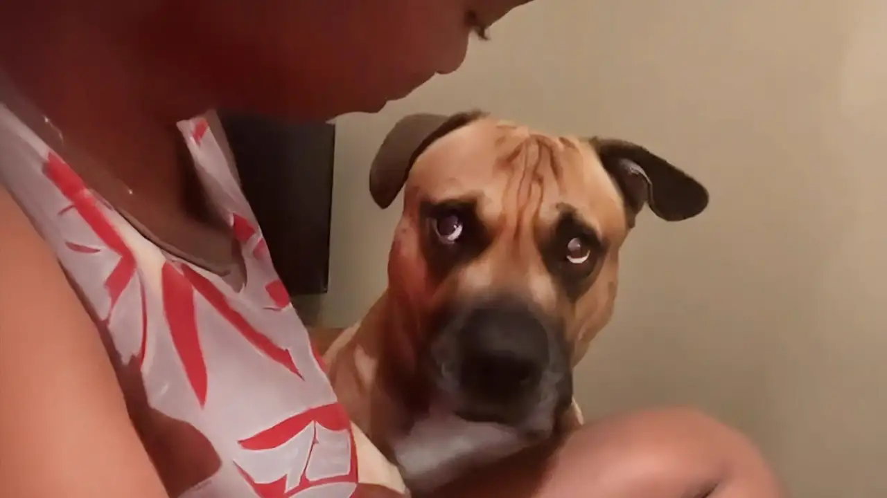 No One Warmed Me About Dogs' Attitudes 😁 New Funny Dog Videos 2025