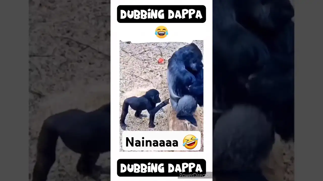 Nainaaa ๐คฃ #funny #shorts #comedy #shortsfeed #monkey #funnyanimals #animalvideos #monkeyvideo #pets