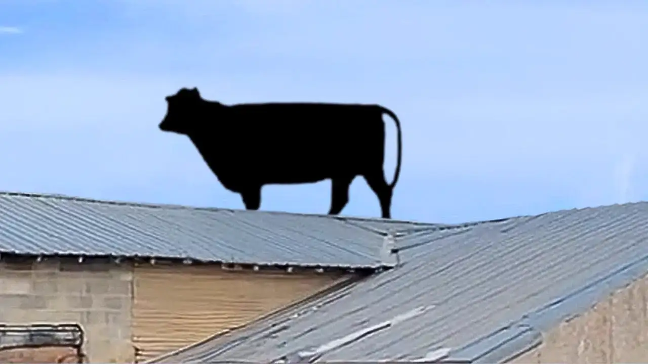 The FUNNIEST Farm Animals 🤣 🐓🐷