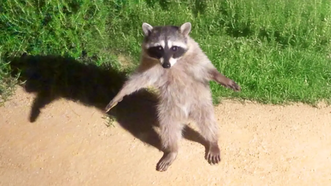 Pets Being Absolutely Ridiculous