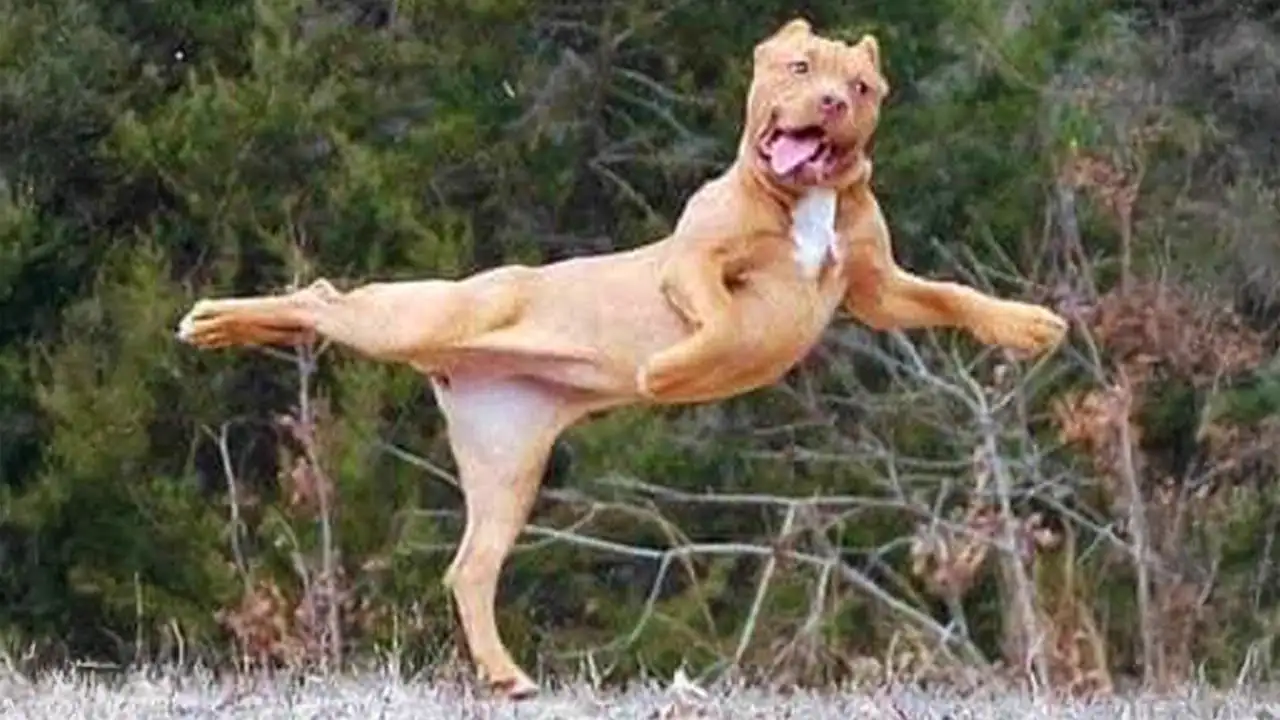 I would die laughing for these comedian dogs ๐ Funny Dog Videos
