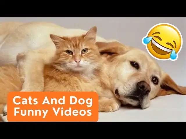 Funny Dogs And Cats Videos: The Most Hilarious And Adorable Moments Of Cats And Dogs.
