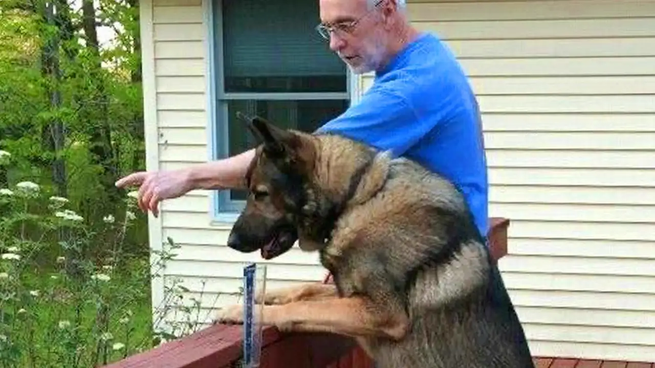 When You Live With a Comedian Dog π Funny Dog and Human Videos