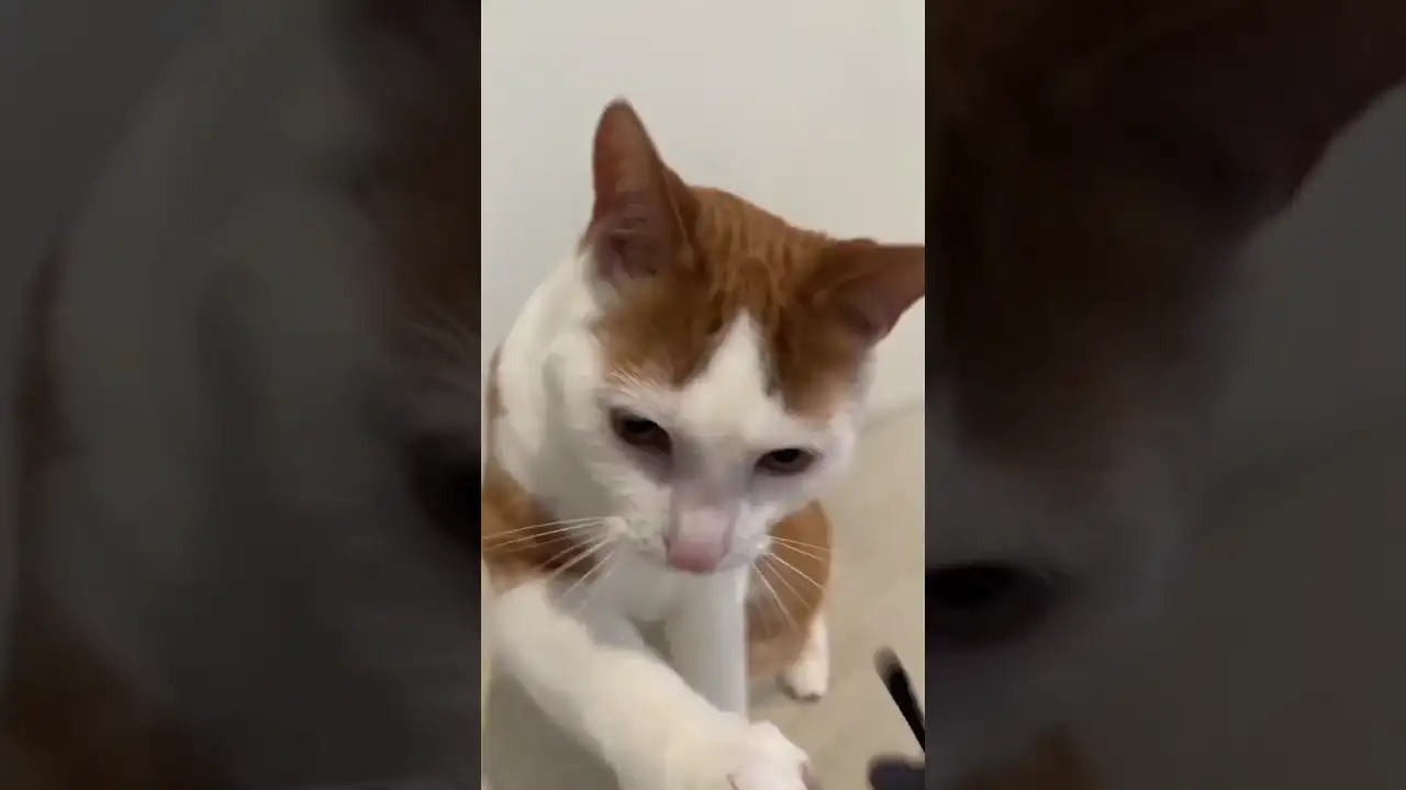 The Ultimate Funny Video Compilations: Prepare to Cackle