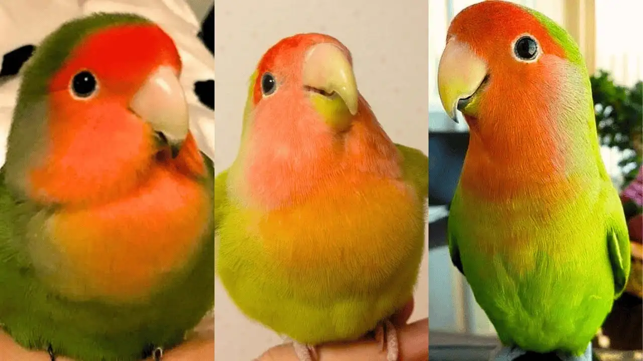 FUNNY AND CUTE PARROTS - TRY NOT TO LAUGH!! ❤️🦜