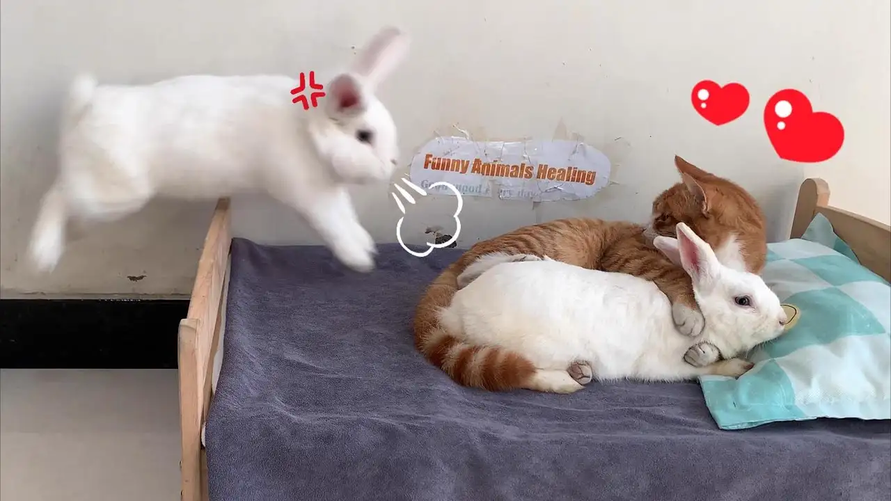 So funny! The female rabbit fell in love with the cat! The male rabbit was very angry but helpless!