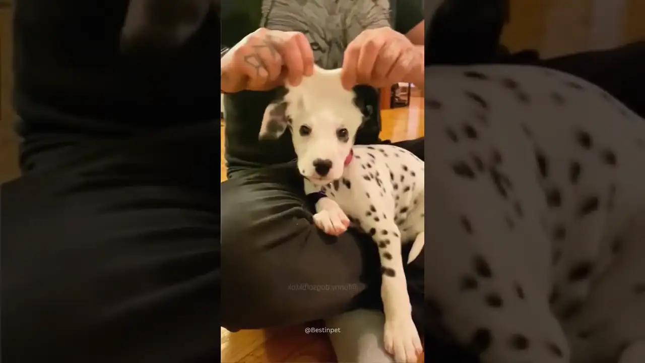 Dogs being idiots part 135 #funny #lovegoldens #funnypets #pets #cutegolden #petvideos #funnyanimals