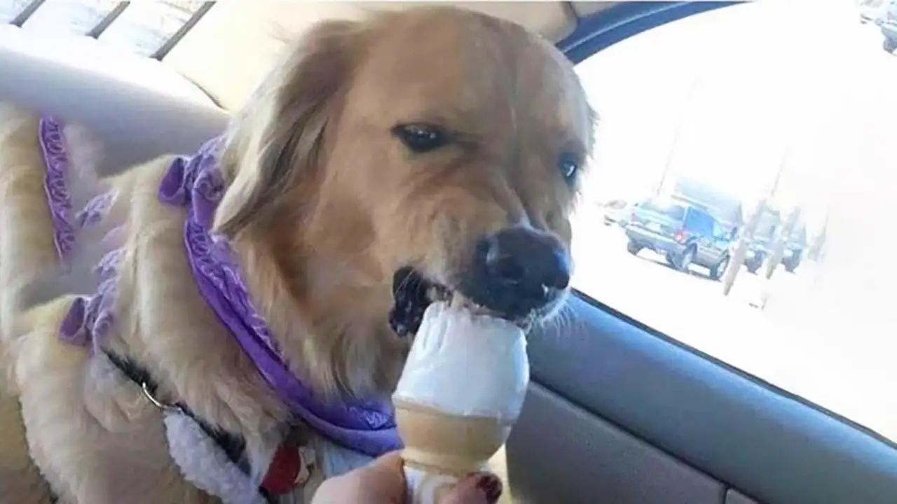 I dare you not to LAUGH at these FUNNY DOGS 🦮 - Funniest Videos Animals 2025