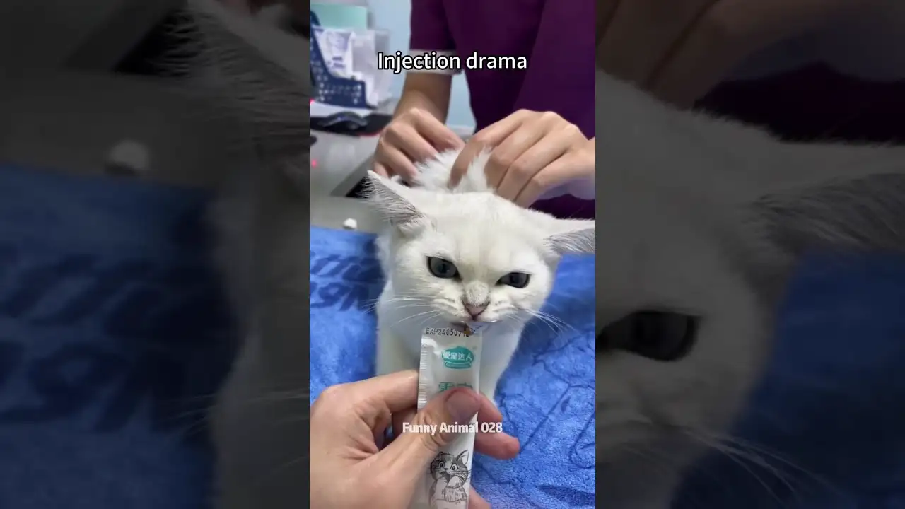 Injection momentπππβ¨#cat #viralvideo #pets #foryou #funny #funnycats #animals #pets #catlover