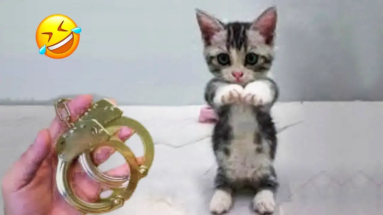 Hilarious pets will brighten your mood instantly! 😹