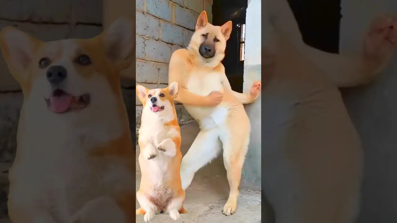 Funny Dog Dancing Video 😂 #dog #puppy #dogdance #puppydance