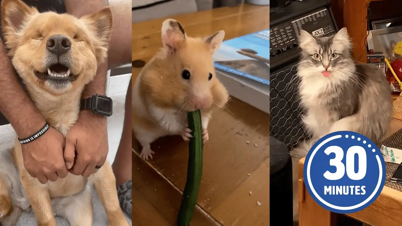 FUNNY Pets | Hilarious Animals Compilation 2025